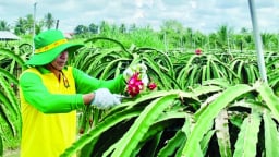 Những 'Bí Kíp Vàng' từ Phân Bón Cà Mau giúp bà con canh tác hiệu quả
