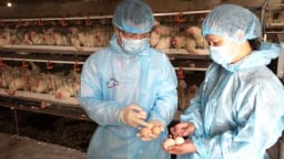 Nuôi gà đẻ trứng áp dụng công nghệ tự động hiện đại