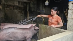Vùng cao loay hoay quản lý giết mổ gia súc