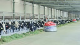 Lời giải công nghiệp hóa ngành chăn nuôi: [Bài 1] Nuôi bò thông minh giảm phát thải