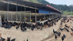Nuôi gà an toàn sinh học, tạo môi trường tự nhiên để phòng chống dịch bệnh