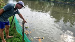 Ô nhiễm nước mặt đe dọa vùng nuôi cá lóc trọng điểm