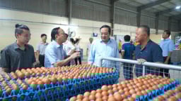 Tây Ninh chọn đột phá chăn nuôi công nghệ cao để tăng trưởng hai con số
