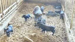 Bảo vệ giống heo Kiềng Sắt quý hiếm trước dịch tả lợn Châu Phi