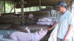 Mất trắng đàn heo vì ham con giống giá rẻ