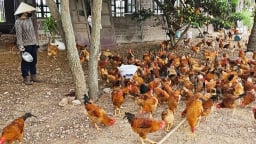 Nuôi gà ri lai bằng giun quế, thịt thơm ngon hiệu quả cao