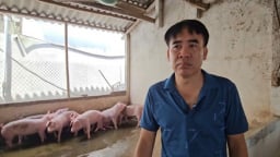 Dịch tả lợn Châu Phi lan rộng, thú y cơ sở rệu rã