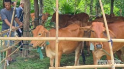 Ba Lòng nuôi bò nhốt chuồng