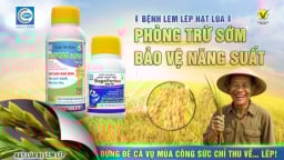 Bệnh lem lép hạt lúa và cách phòng trị
