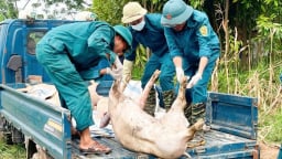 Lo lắng, thấp thỏm bảo vệ đàn lợn giữa bão dịch tả lợn Châu Phi