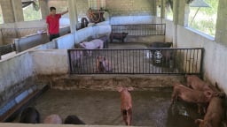 Người nuôi lợn mất ngủ vì áp lực dịch bệnh