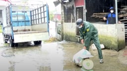 Không giấu lợn chết để ngăn dịch tả lợn Châu Phi