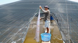 Phòng chống dịch bệnh thủy sản bằng công nghệ: [Bài 1] Thời tiết cực đoan gây thiệt hại lớn