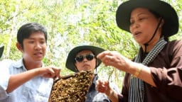 Nuôi ong VietGAHP trong rừng tràm Trà Sư