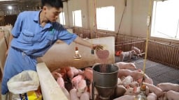 Ngành chăn nuôi đề xuất bỏ thuế VAT với nguyên liệu sản xuất
