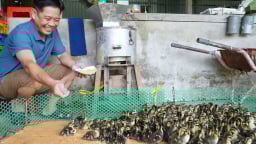 Một vốn bốn lời từ chăn nuôi vịt trời