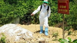 Quảng Ngãi: Tiêu hủy hơn 60.000 con lợn do dịch tả Châu Phi