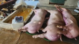 Người chăn nuôi điêu đứng vì dịch tả lợn Châu Phi