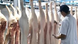 Siết phòng dịch, bảo vệ đàn vật nuôi cuối năm