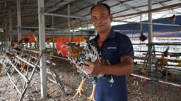 Chăn nuôi nông hộ mở lối đi riêng: [Bài 1] Trang trại gà thông minh