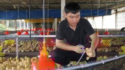 Chăn nuôi nông hộ mở lối đi riêng: [Bài 2] Nuôi vịt trên sàn lạnh