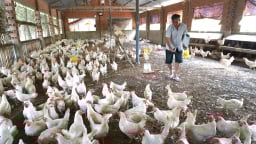 Chăn nuôi nông hộ mở lối đi riêng: [Bài 3] Gà Ai Cập đẻ trứng... OCOP