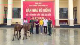 Hỗ trợ hộ nghèo ở Giang Thành 100 con bò giống phát triển kinh tế