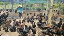 Nuôi gà H’Mông an toàn sinh học trên vùng đất cát