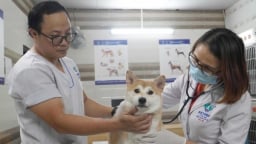 Thú y cần theo kịp sự phát triển của ngành công nghiệp thú cưng
