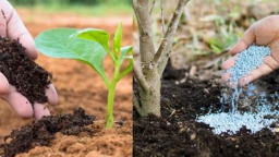 Hiểu đúng vai trò phân bón vô cơ, hữu cơ từ bài học của Sri Lanka