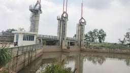 Vĩnh Long: Xâm nhập mặn không ảnh hưởng nhiều đến sản xuất