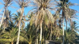Vĩnh Long ngăn chặn sâu đầu đen lan sang vùng dừa hữu cơ