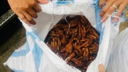Phát hiện 1,4 tấn chân gà bốc mùi đang trên đường về Hà Nội tiêu thụ