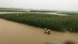 Hàng ngàn ha lúa, hoa màu bị ngập trong nước do mưa lớn