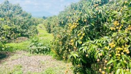 Sử dụng ‘vốn mồi’ để phát triển kinh tế tập thể