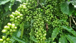 Những giống mới nâng tầm cây cà phê