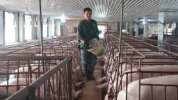 Kiểm soát dịch bệnh hiệu quả bằng nuôi heo chuồng lạnh