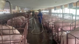 Hiệu quả từ mô hình chăn nuôi lợn lai công nghệ cao tại Thái Nguyên