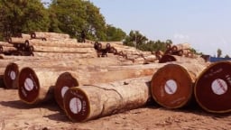 Bộ NN-MT công bố danh mục 919 loài gỗ đã nhập khẩu vào Việt Nam