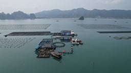 Tháo gỡ vướng mắc cấp phép nuôi biển tại Quảng Ninh