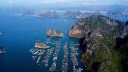 Hơn 300 vị trí nuôi biển tại TP Cẩm Phả đã có chủ