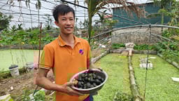 Mỗi năm thu nửa tỷ đồng từ nuôi ốc nhồi