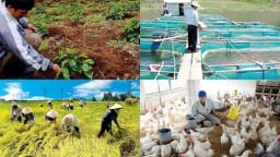 Nhiều sản phẩm nông sản không chịu thuế giá trị gia tăng
