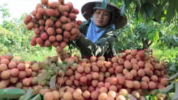 Sản lượng vải thiều năm nay dự kiến đạt hơn 300.000 tấn