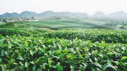 Sơn La tăng tốc đo đạc đất đai nguồn gốc nông, lâm trường trong năm 2025