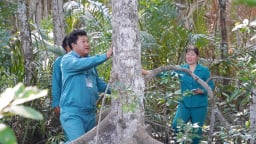 Cần Giờ ứng dụng công nghệ số trong tuần tra, quản lý rừng ngập mặn