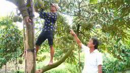 Cần Thơ xuất hiện nhiều mô hình nông nghiệp thu nhập tiền tỷ mỗi năm