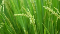 Thời tiết diễn biến phức tạp, cần chuẩn bị tốt cho vụ hè thu