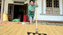 Hà Tĩnh: 15 cơ sở sẵn sàng thu mua, sấy lúa cho nông dân