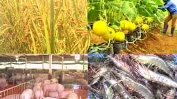 Khắc phục tình trạng sử dụng chất cấm trong sản xuất nông lâm thủy sản
